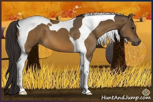 Horse Color:Buckskin Sabino Tobiano 