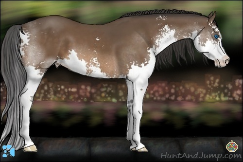 Horse Color:Brown Sabino Splash 