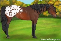 Horse Color:Bay Appaloosa 