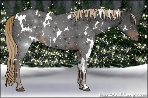 Horse Color:White Spotted Liver Chestnut 