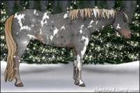 Horse Color:White Spotted Liver Chestnut 
