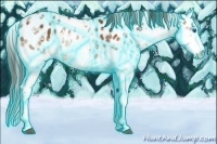 Horse Color:Thunderstruck White Spotted Brown Ice Sabino Splash Near Leopard Rabicano 