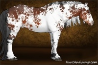 Horse Color:White Spotted Bay 