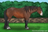 Horse Color:Bay Sabino 