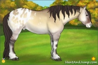 Horse Color:Brown Onyx Appaloosa