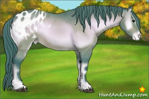Horse Color:Watercolor Bay Onyx Sabino Appaloosa 