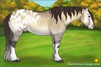 Horse Color:Brown Onyx Splash Appaloosa 