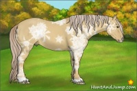 Horse Color:Palomino Ice Dun 