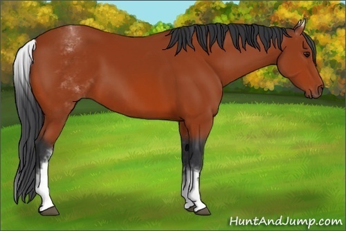 Horse Color:White Spotted Bay