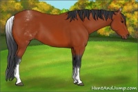 Horse Color:White Spotted Bay 