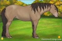 Horse Color:Classic Champagne Sabino