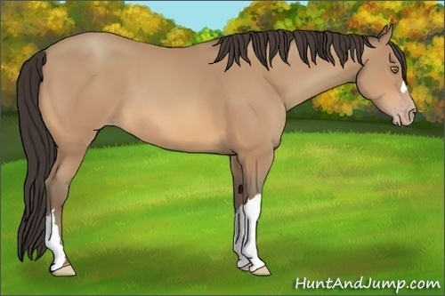 Horse Color:Amber Champagne 