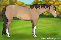 Horse Color:Amber Champagne 