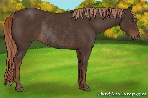 Horse Color:Liver Chestnut Frame Rabicano