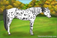 Horse Color:Black Appaloosa
