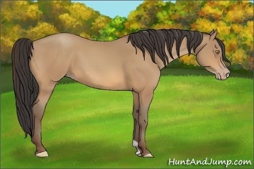 Horse Color:Amber Champagne 