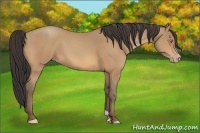 Horse Color:Amber Champagne 