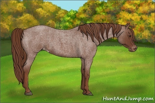 Horse Color:Red Roan Varnish