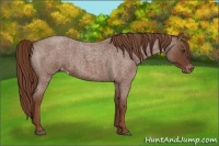 Horse Color:Red Roan Varnish 