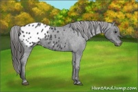 Horse Color:Black Appaloosa 