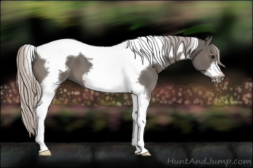 Horse Color:Silver Black Tobiano Frame