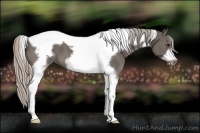 Horse Color:Silver Black Tobiano Frame