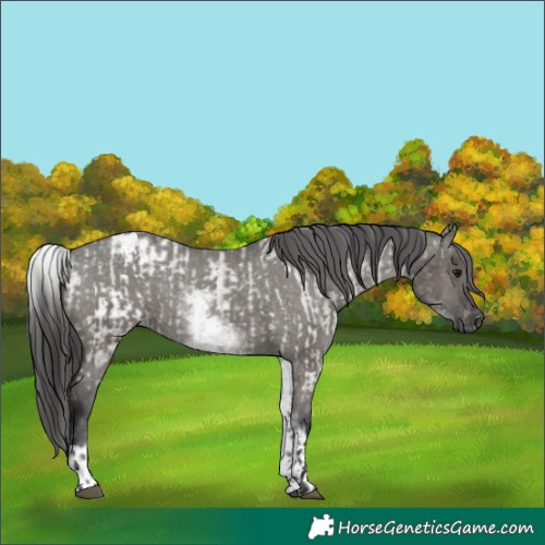 Horse Color:Gray Grullo Roan Appaloosa  and Gray White Spotted Grullo Appaloosa 
