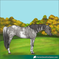 Horse Color:Gray Grullo Roan Appaloosa and Gray White Spotted Grullo Appaloosa