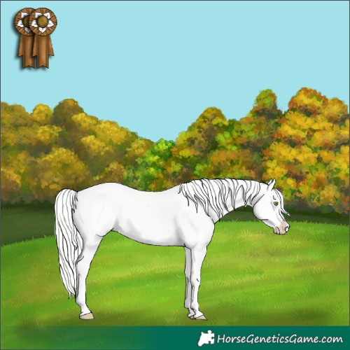Horse Color:Silver Amber Champagne Dun Appaloosa