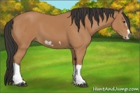 Horse Color:Bay Splash Frame 