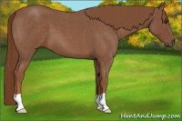 Horse Color:Red Roan 