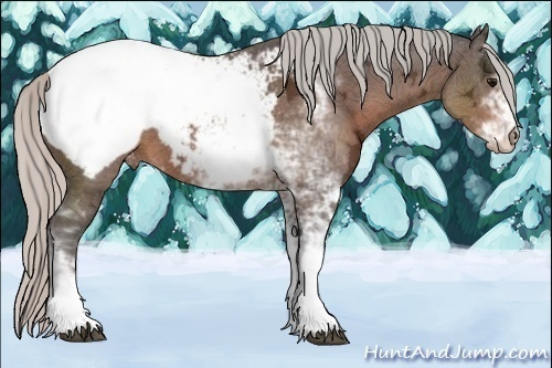 Horse Color:Silver Brown Ice Sabino Snowcap