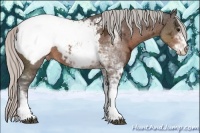 Horse Color:Silver Brown Ice Sabino Snowcap 