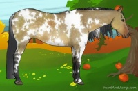 Horse Color:White Spotted Brown Dun 