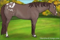 Horse Color:Chocolate Grullo Sabino Varnish