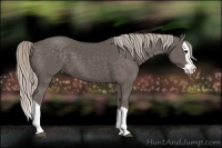 Horse Color:Silver Black Sabino Splash 