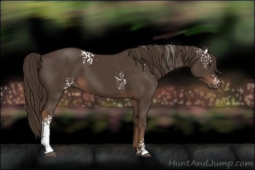Horse Color:White Spotted Liver Chestnut Sabino 