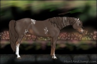 Horse Color:White Spotted Liver Chestnut Sabino 