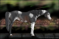 Horse Color:White Spotted Brown Rabicano 