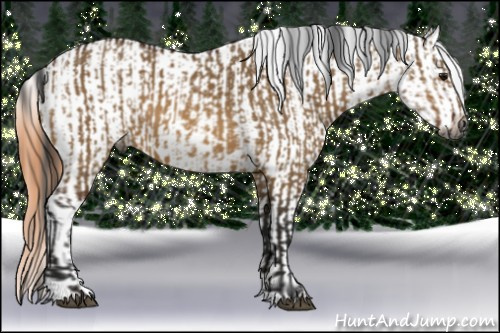 Horse Color:Gray Bay Dun  and Bay Appaloosa 