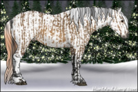 Horse Color:Gray Bay Dun  and Bay Appaloosa 