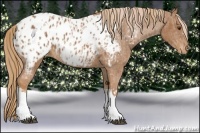 Horse Color:Chestnut Appaloosa  and Chestnut Appaloosa 