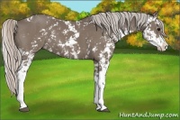 Horse Color:Silver Black Sabino Appaloosa