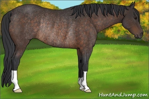 Horse Color:Brown Rabicano 