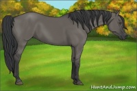 Horse Color:Grullo Rabicano