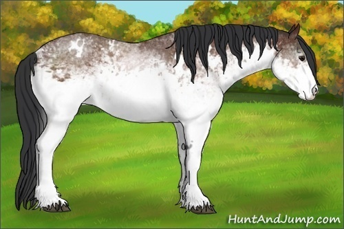 Horse Color:White Spotted Bay 