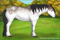 Horse Color:White Spotted Bay