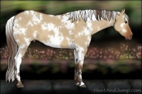 Horse Color:White Spotted Liver Red Dun 