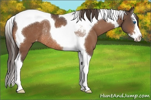 Horse Color:Buckskin Splash Tobiano Varnish Rabicano