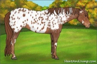 Horse Color:White Spotted Chestnut Blanket 